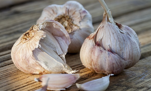 organic garlic